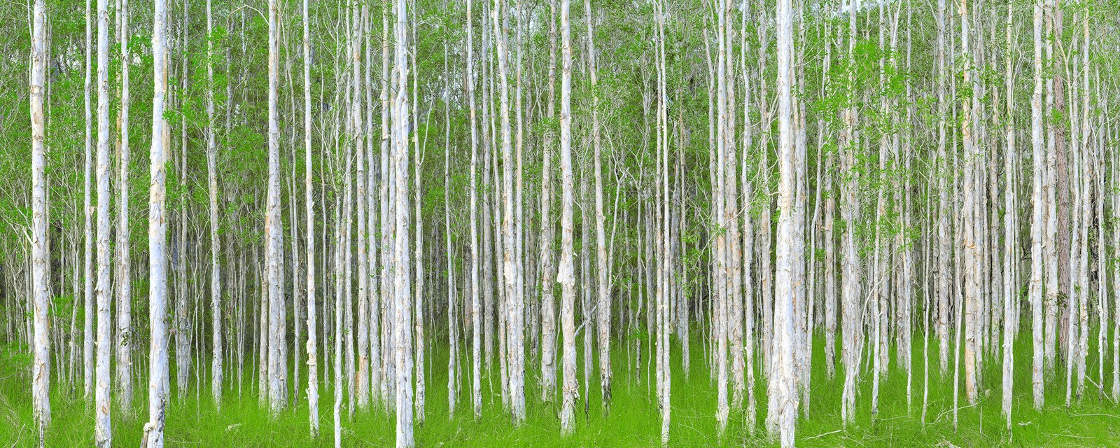 Paperbark