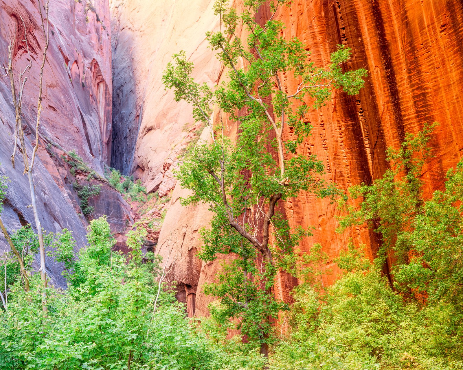 Kolob