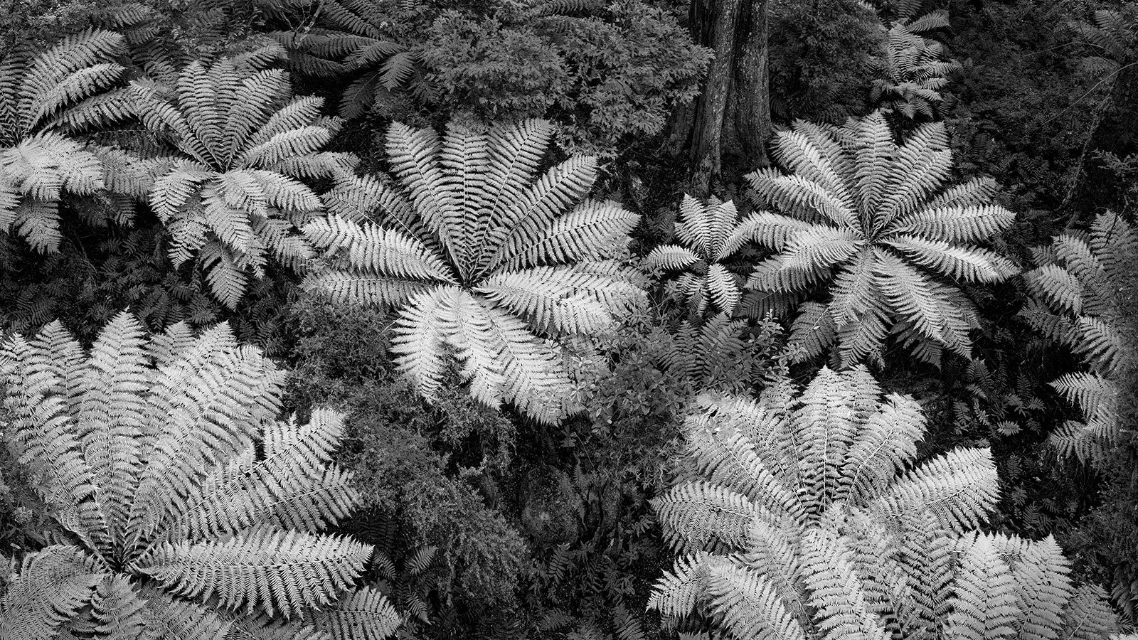 Woodland Waltz